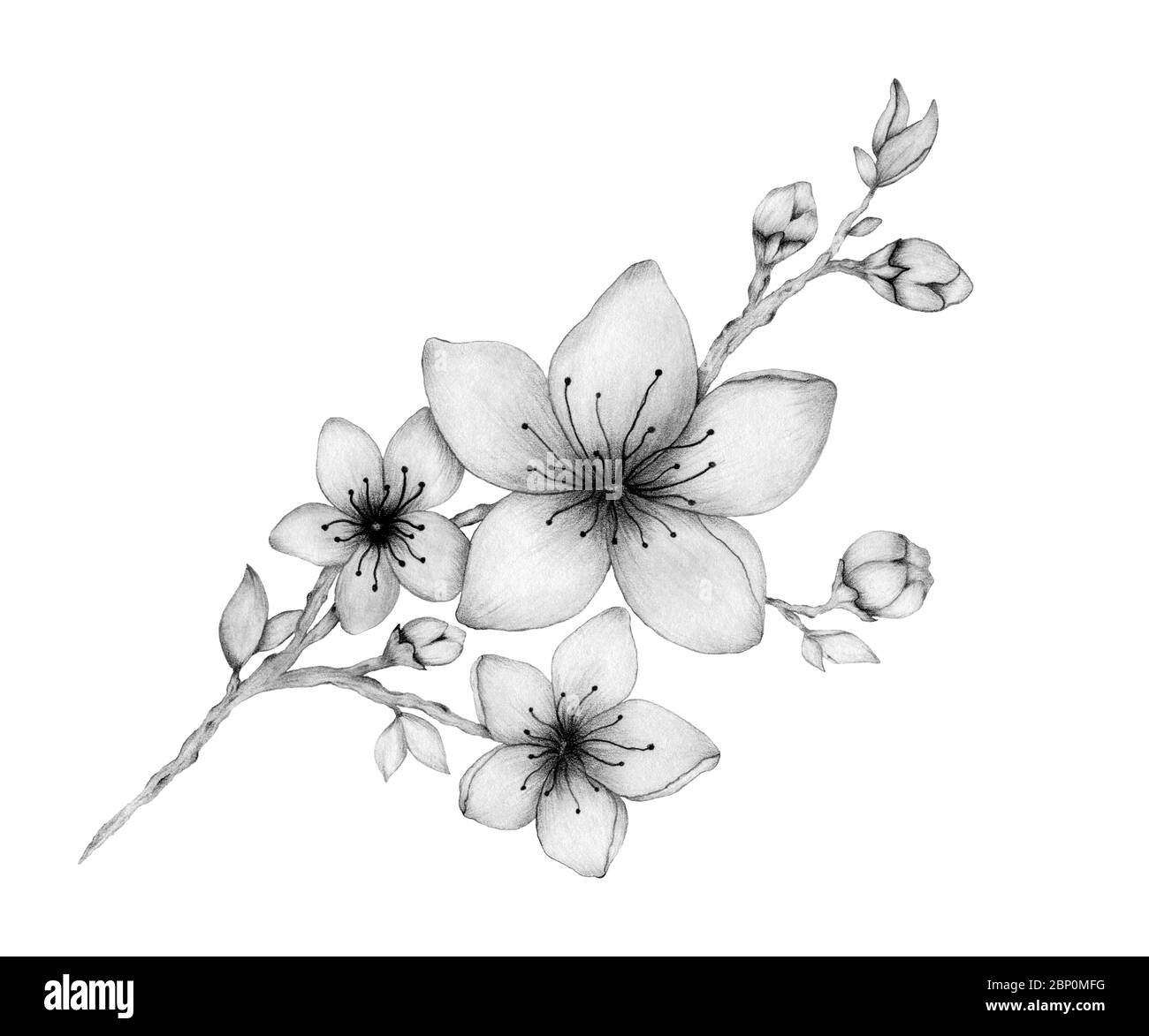 Flower Pencil Drawing Of Cherry Blossoms Clip Art Libres De Droits Svg  Vecteurs Et Illustration Image 130323302