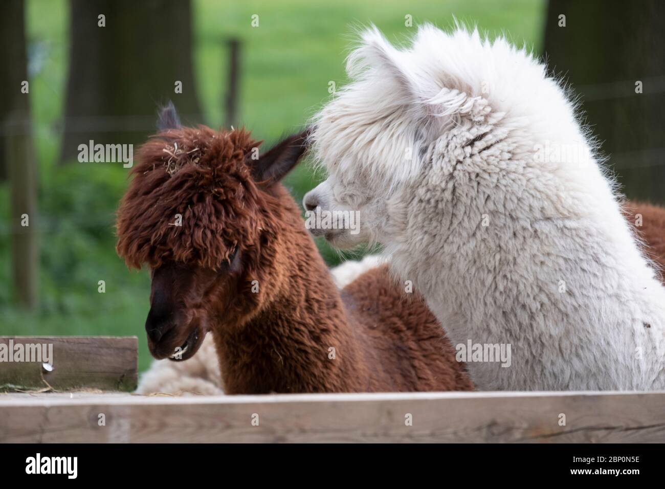 Funny photo with a llama hi-res stock photography and images - Alamy