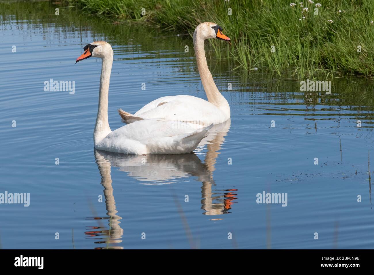 Glass Swan Pair- White with Orange Beaks main image 0