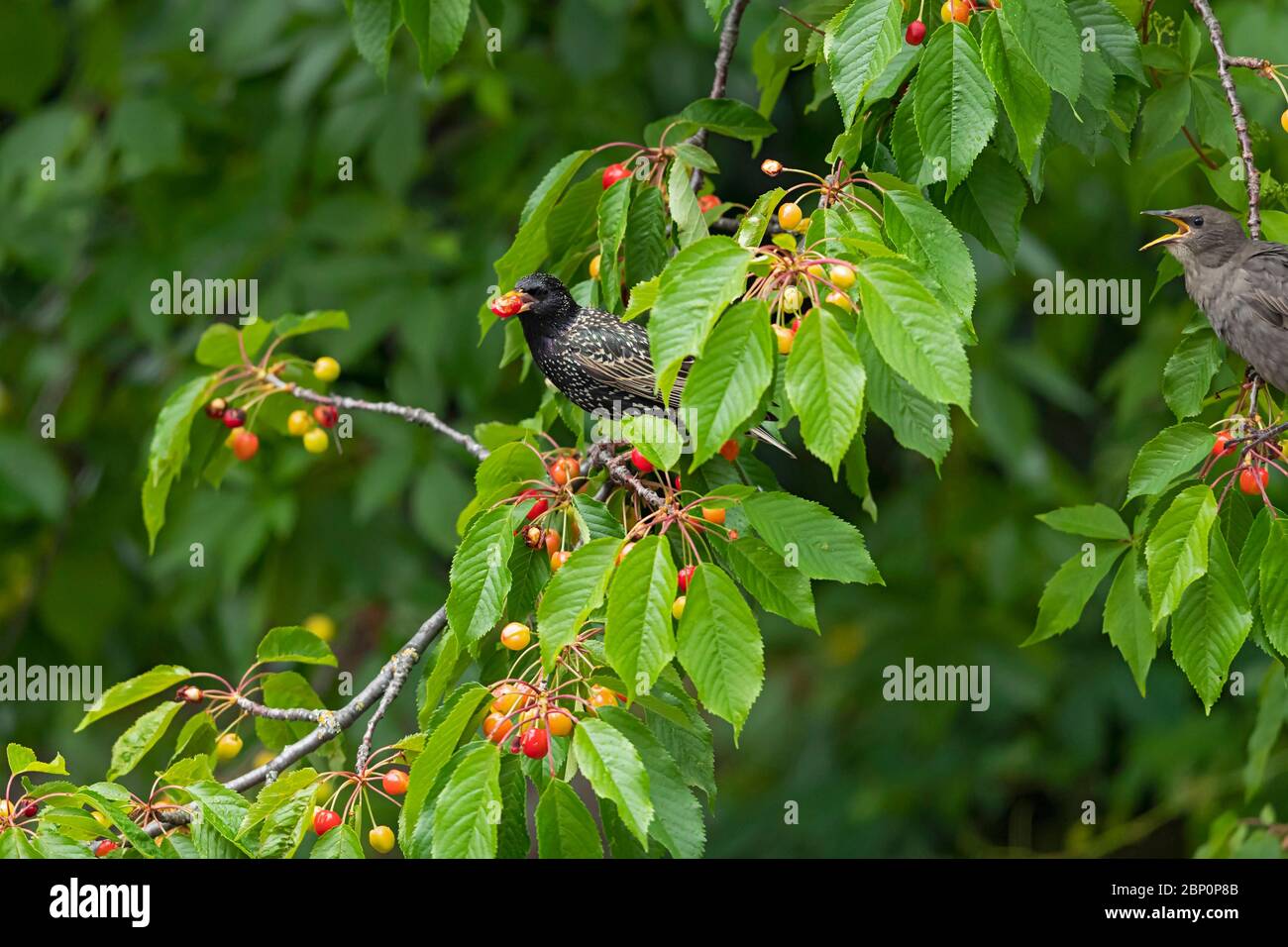 Common Starling (Sturnus vulgaris) is collecting red cherries Stock Photo