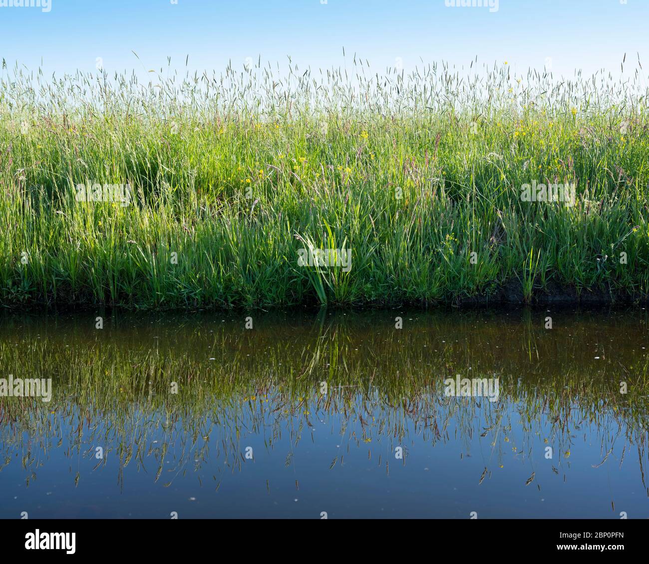 grass and flowers in meadow under blue sky reflected in water of canal Stock Photo