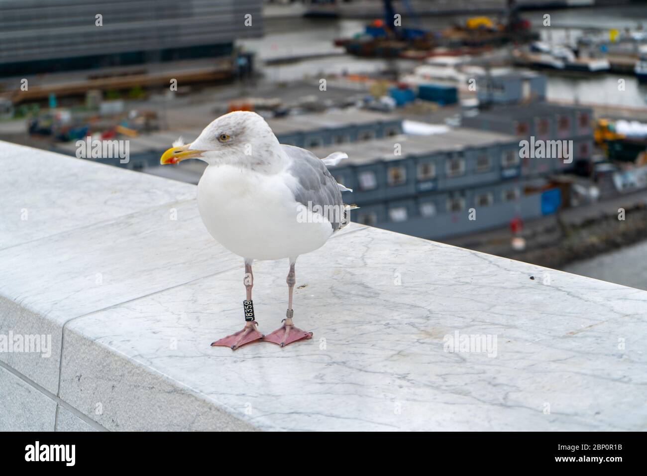 Gull is walking around on the top of Oslo Opera House in Norway. August  2019 Stock Photo - Alamy