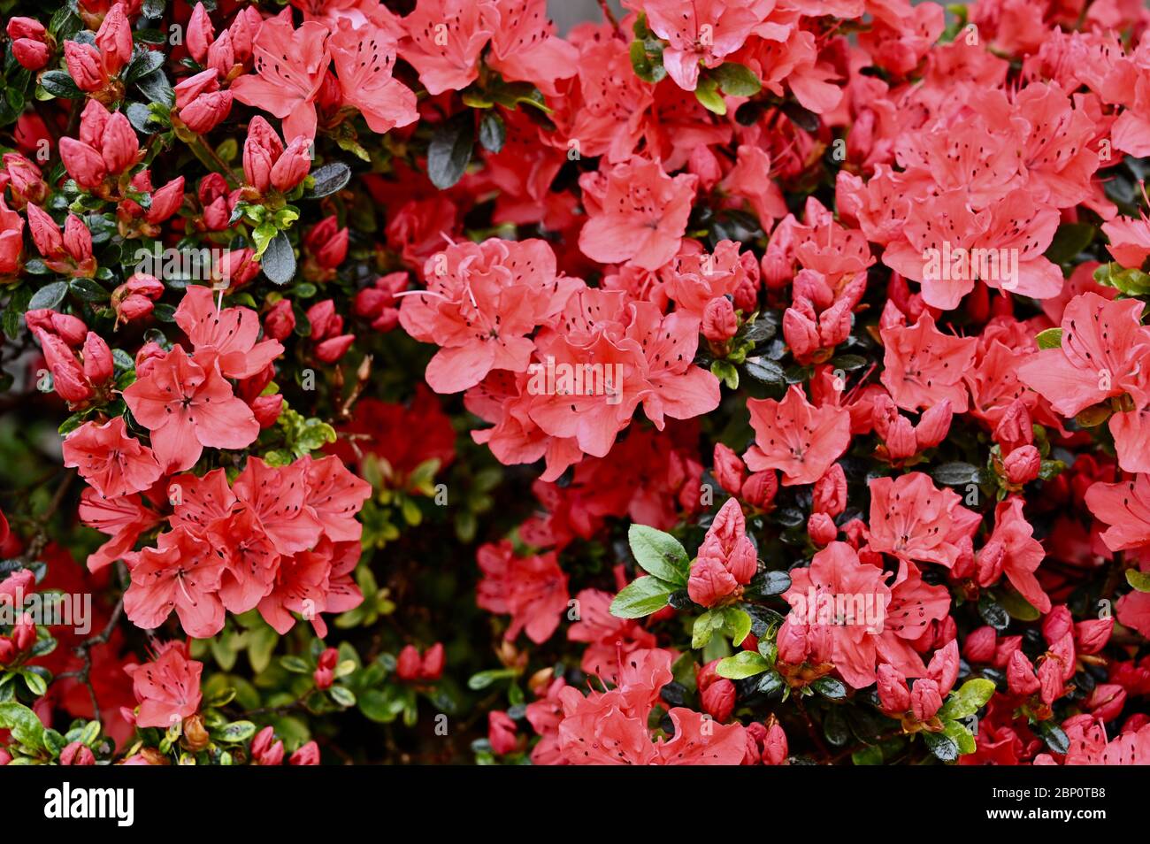 Azalea flowering shrub. Stock Photo