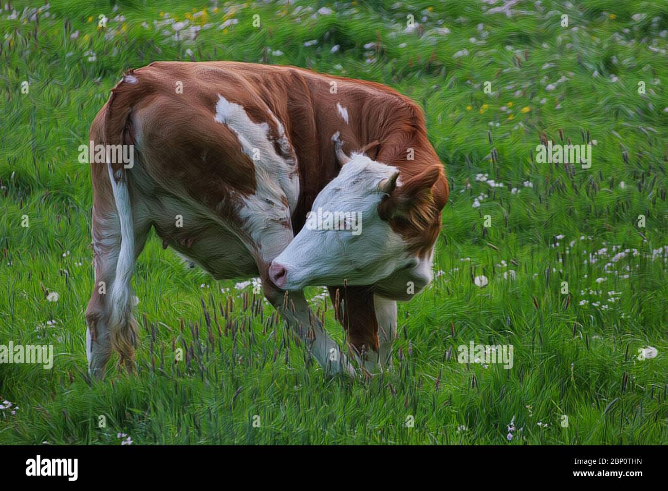 Artwork - A beautiful cow grazing in the pasture Stock Photo - Alamy