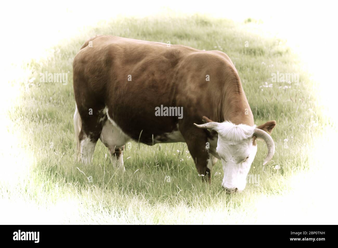 Artwork - A beautiful cow grazing in the pasture Stock Photo - Alamy