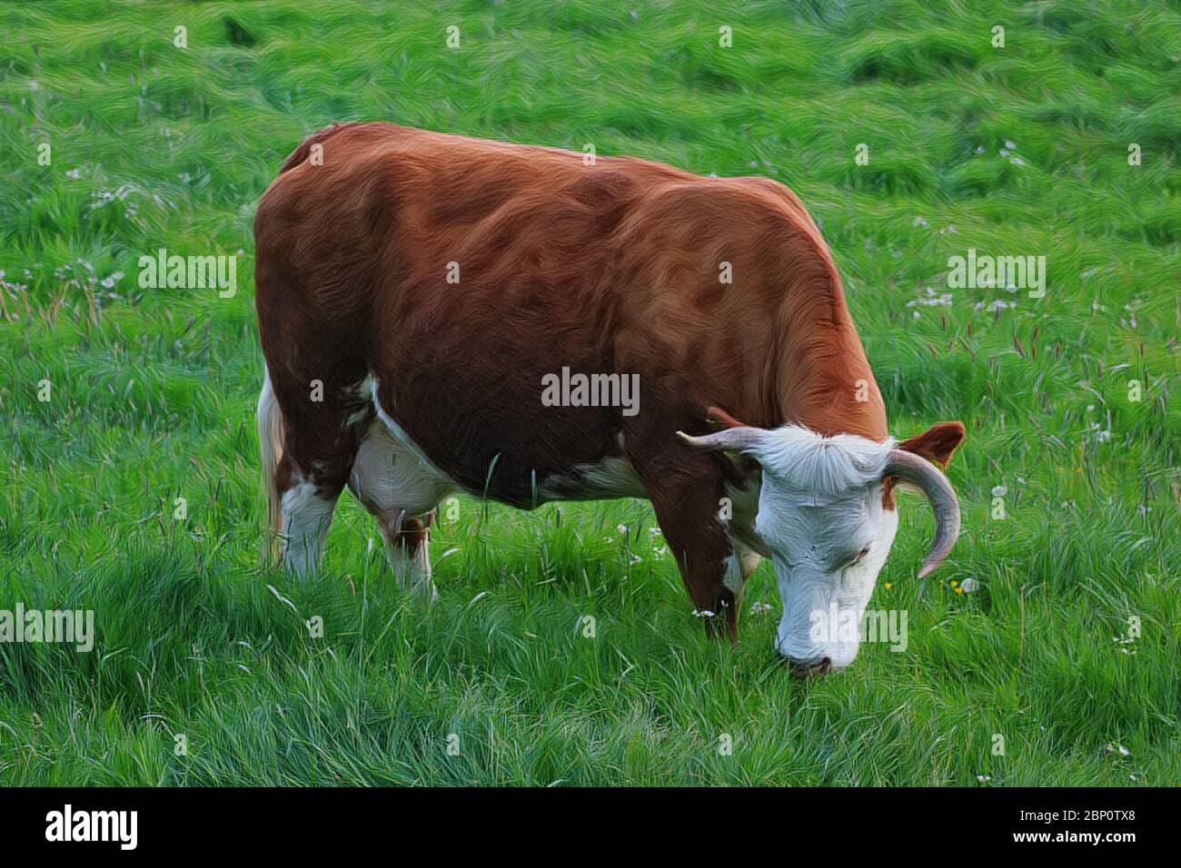 Artwork - A beautiful cow grazing in the pasture Stock Photo - Alamy