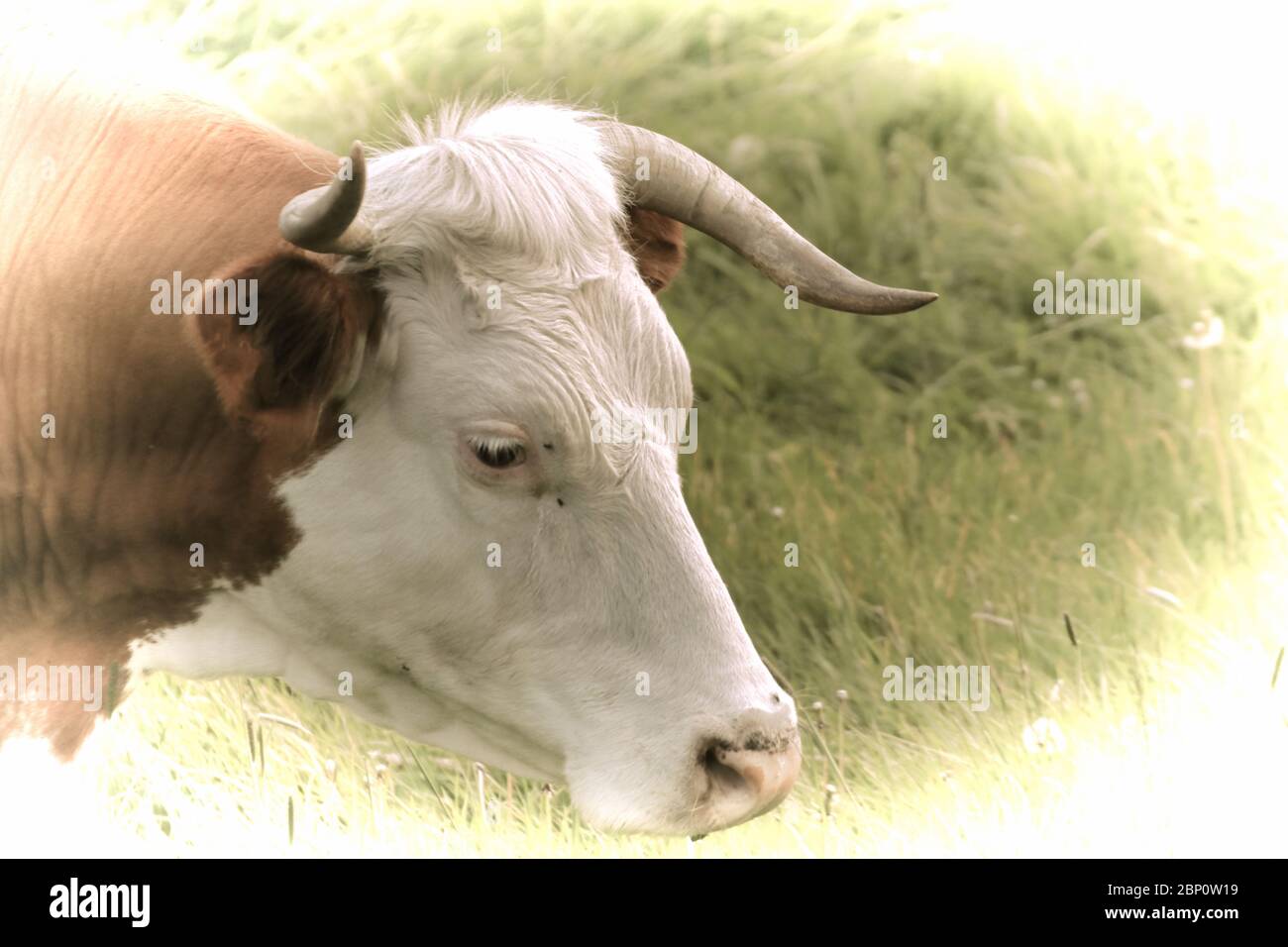 Artwork - A beautiful cow grazing in the pasture Stock Photo - Alamy