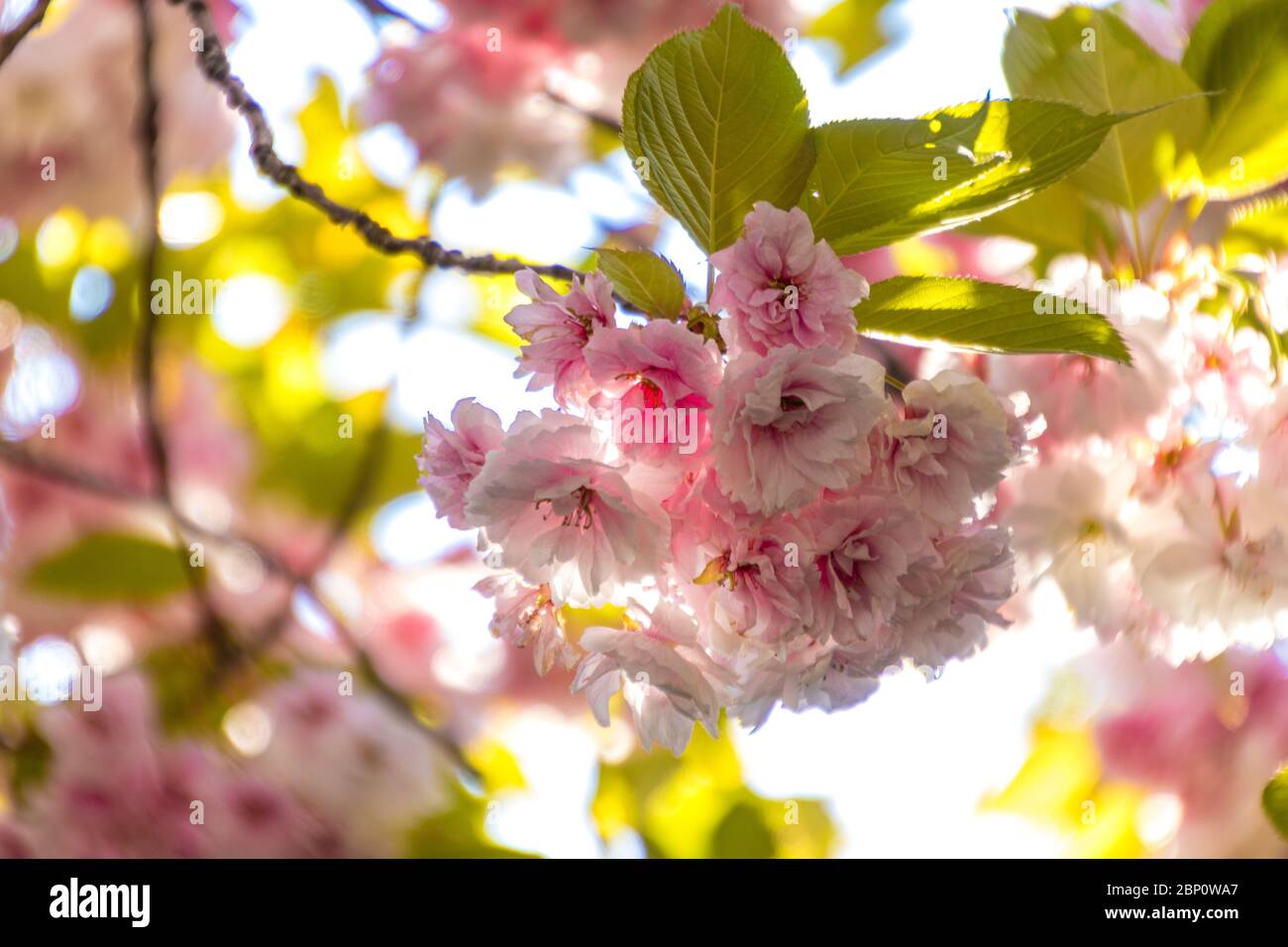 Blooming cherry blossoms in focus on a branch with strong background bokeh. Royalty free stock photo. Stock Photo