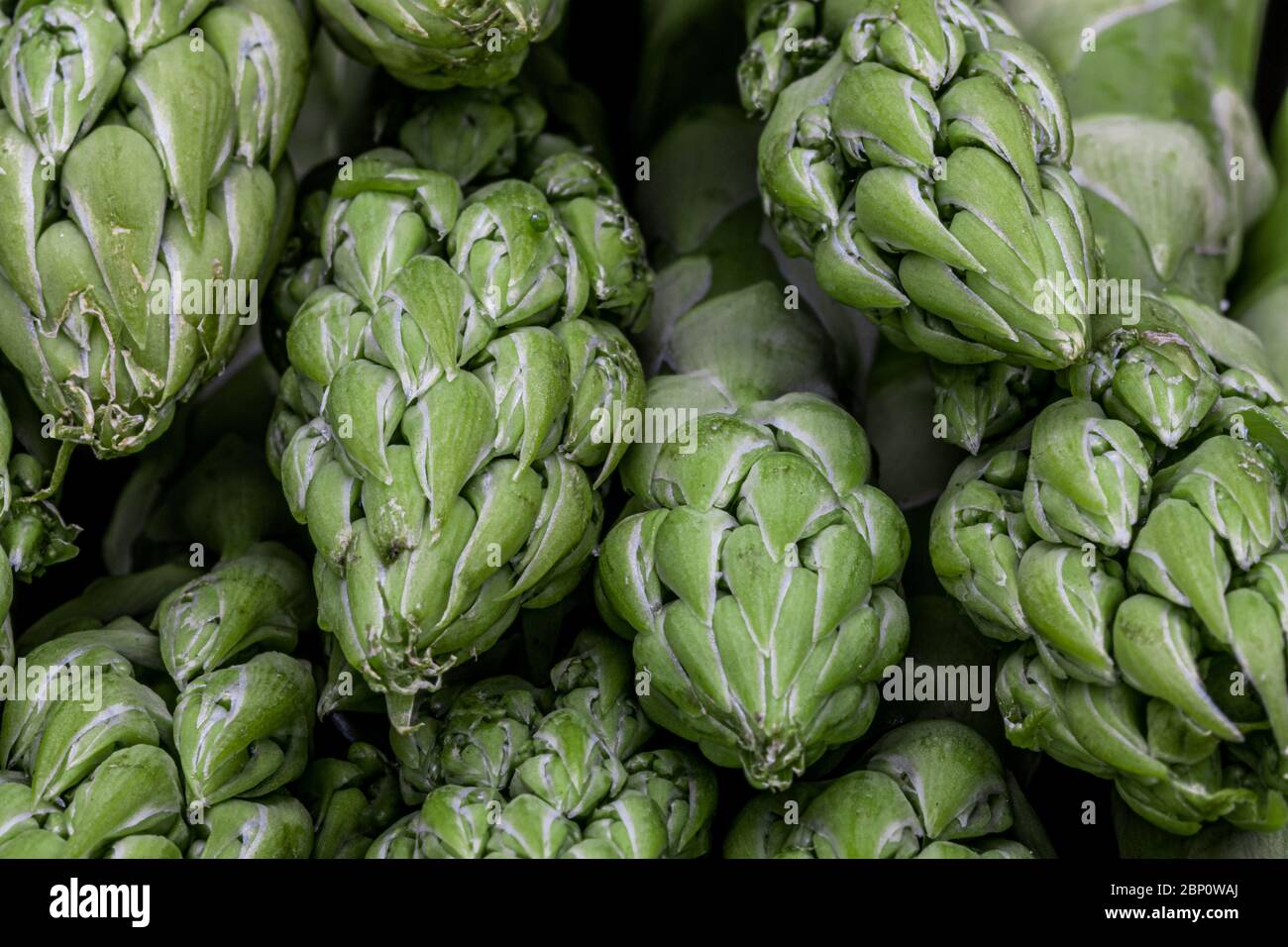 Macro closeup of green asparagus with focus on asparagus heads. Royalty free stock photo. Stock Photo