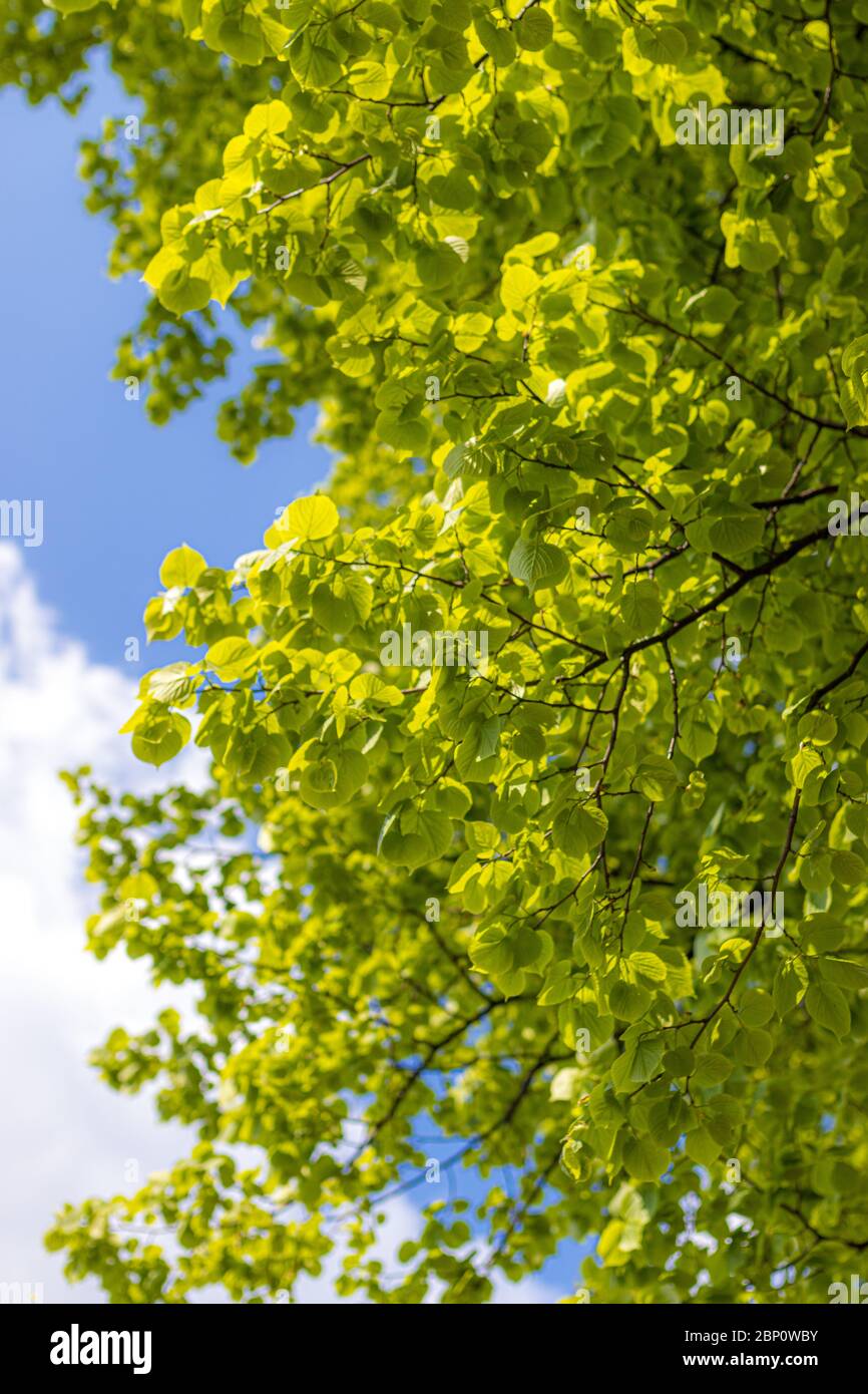 Leaves of basswood tree illuminated by sunlight in front of the blue sky. Royalty free stock photo. Stock Photo