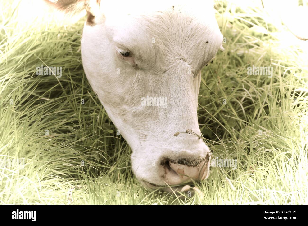Artwork - A beautiful cow grazing in the pasture Stock Photo - Alamy