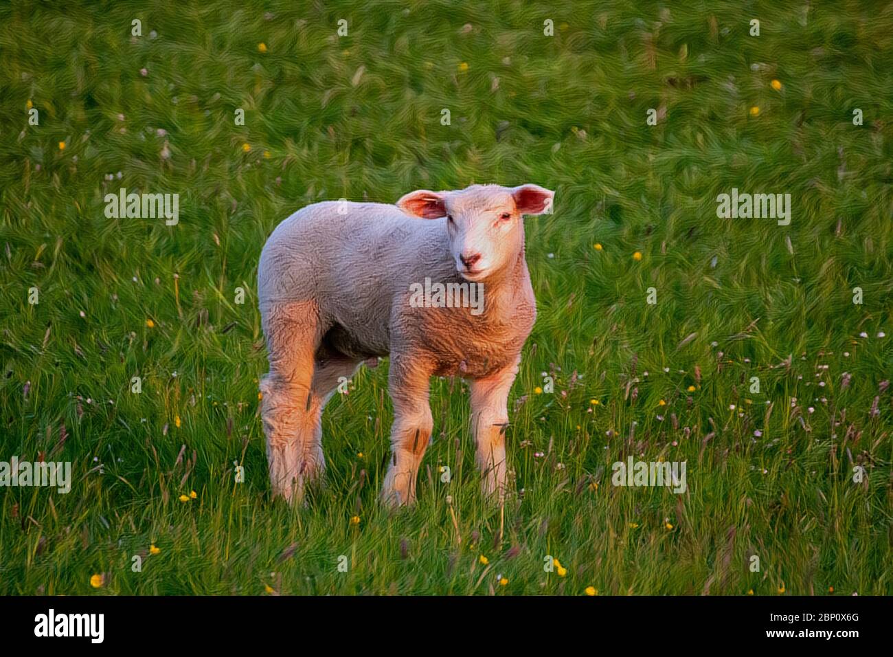 Artwork - A beautiful young sheep grazing in the pasture Stock Photo ...