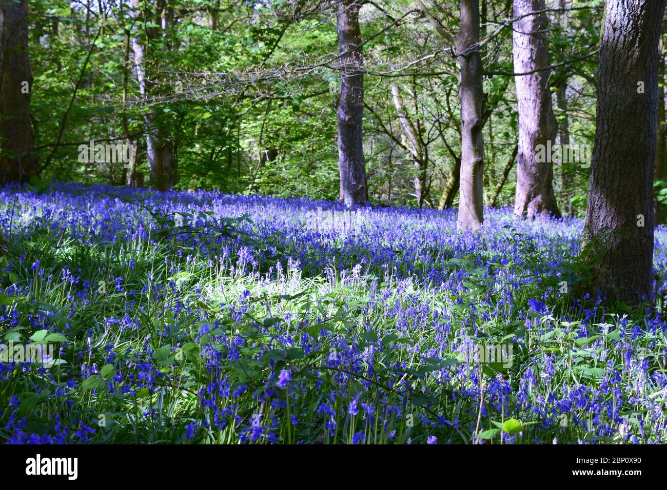 Ancient British woodland carpeted in a mass of bluebells Stock Photo