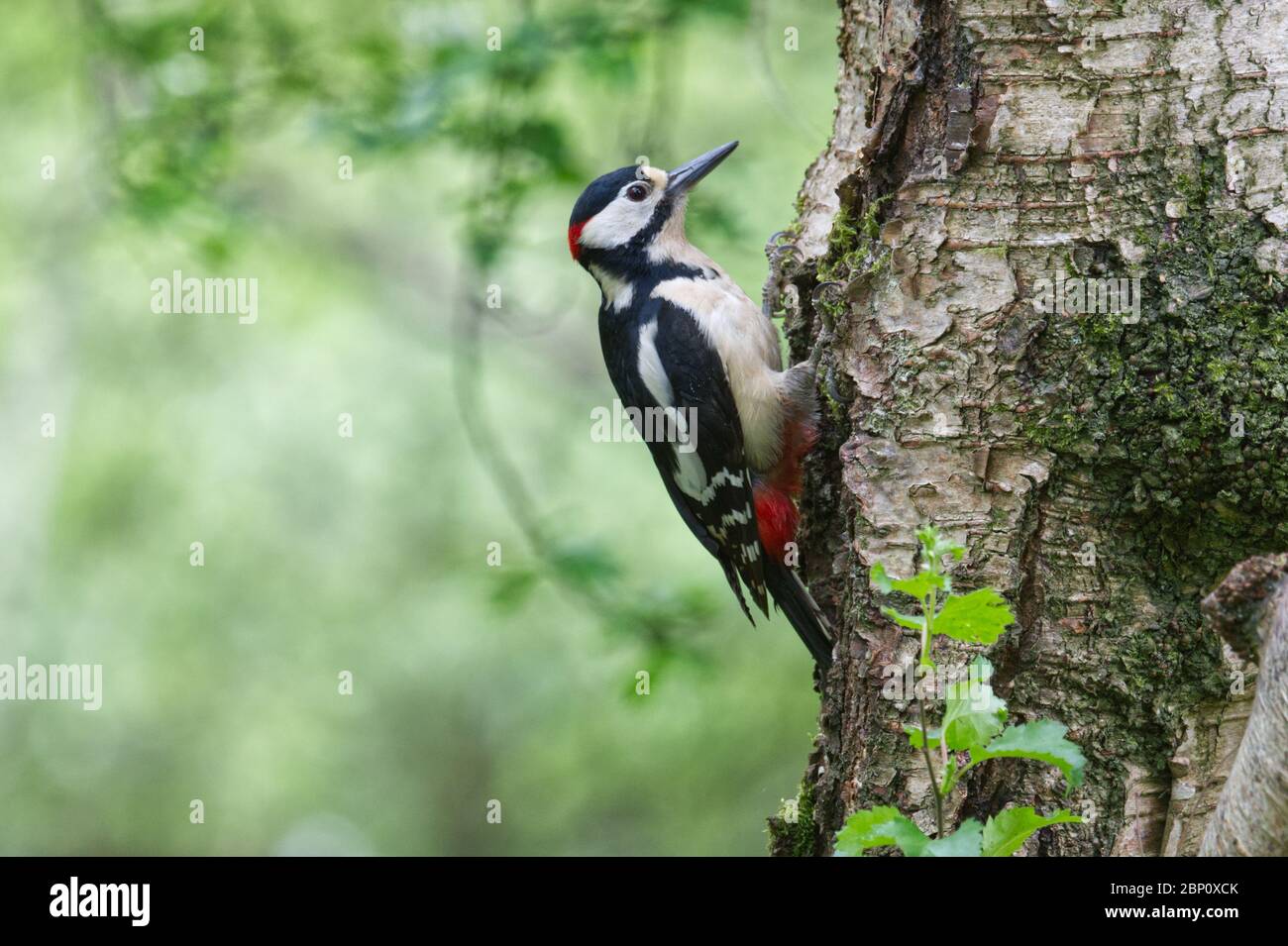 Great Spotted Woodpecker Stock Photo