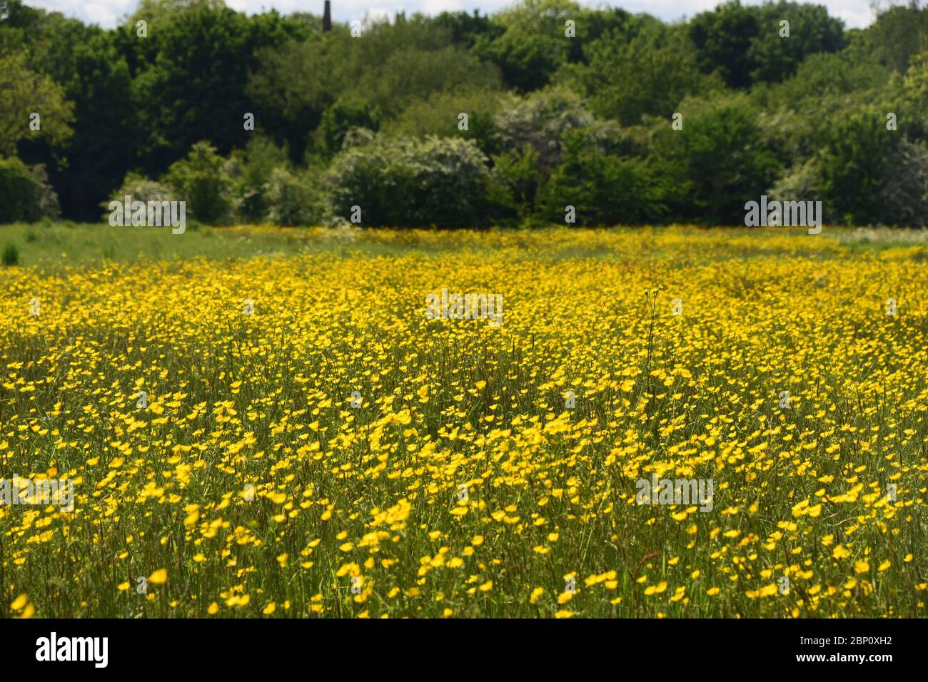 A British  meadow  ablaze with field buttercups (Ranunculus Acris) Stock Photo