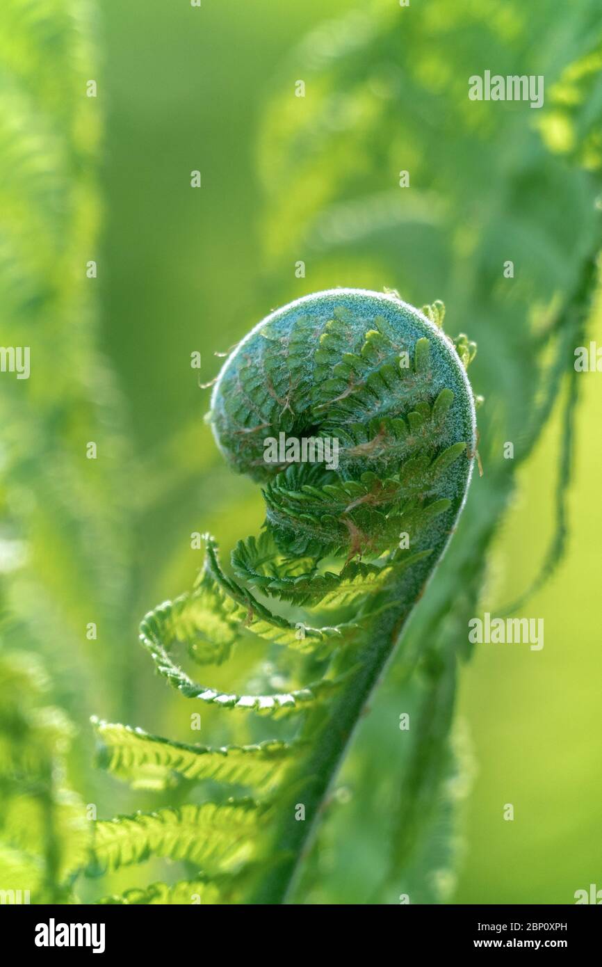 Lush green ferns hi-res stock photography and images - Alamy