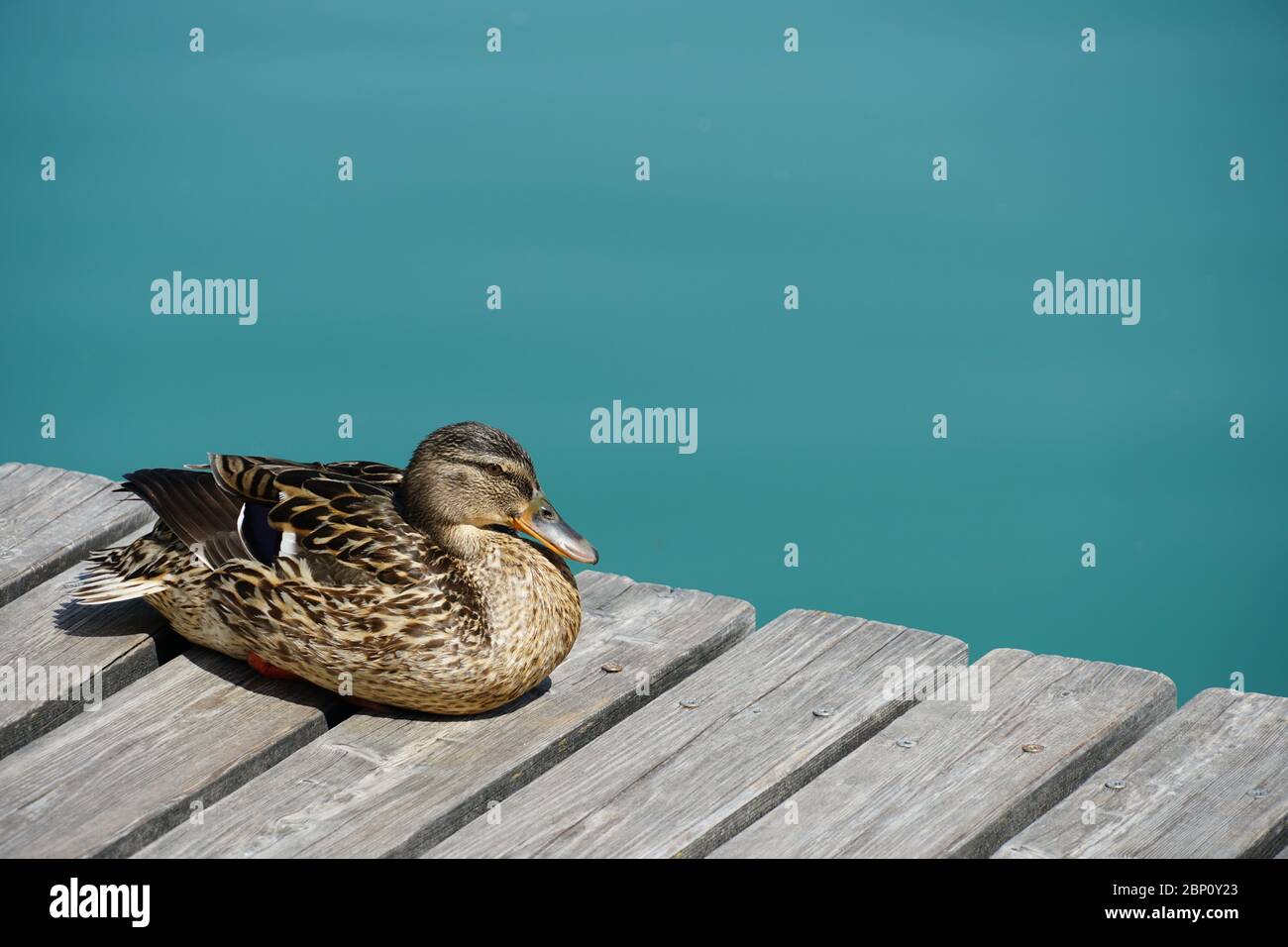 Female Duck resting on a boardwalk by the lake. Stock Photo