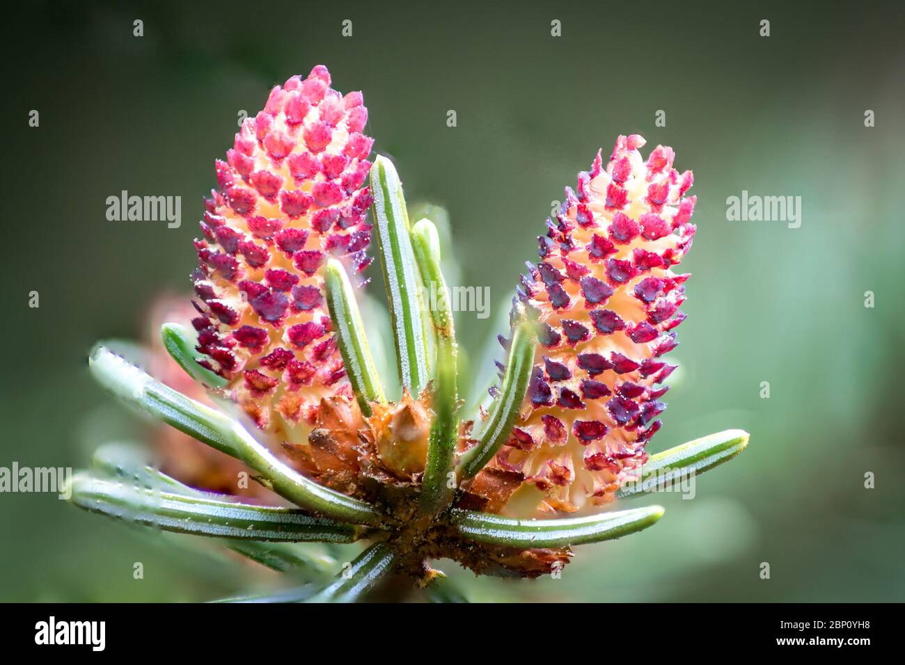 Colourful red detailed macro picture of a flowering common spruce (Picea abies) Stock Photo