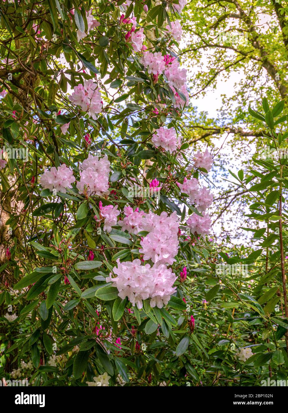 Rhododendron shrub in a woodland setting.  A shrub of pink flowers are in the foreground in between some trees. Stock Photo