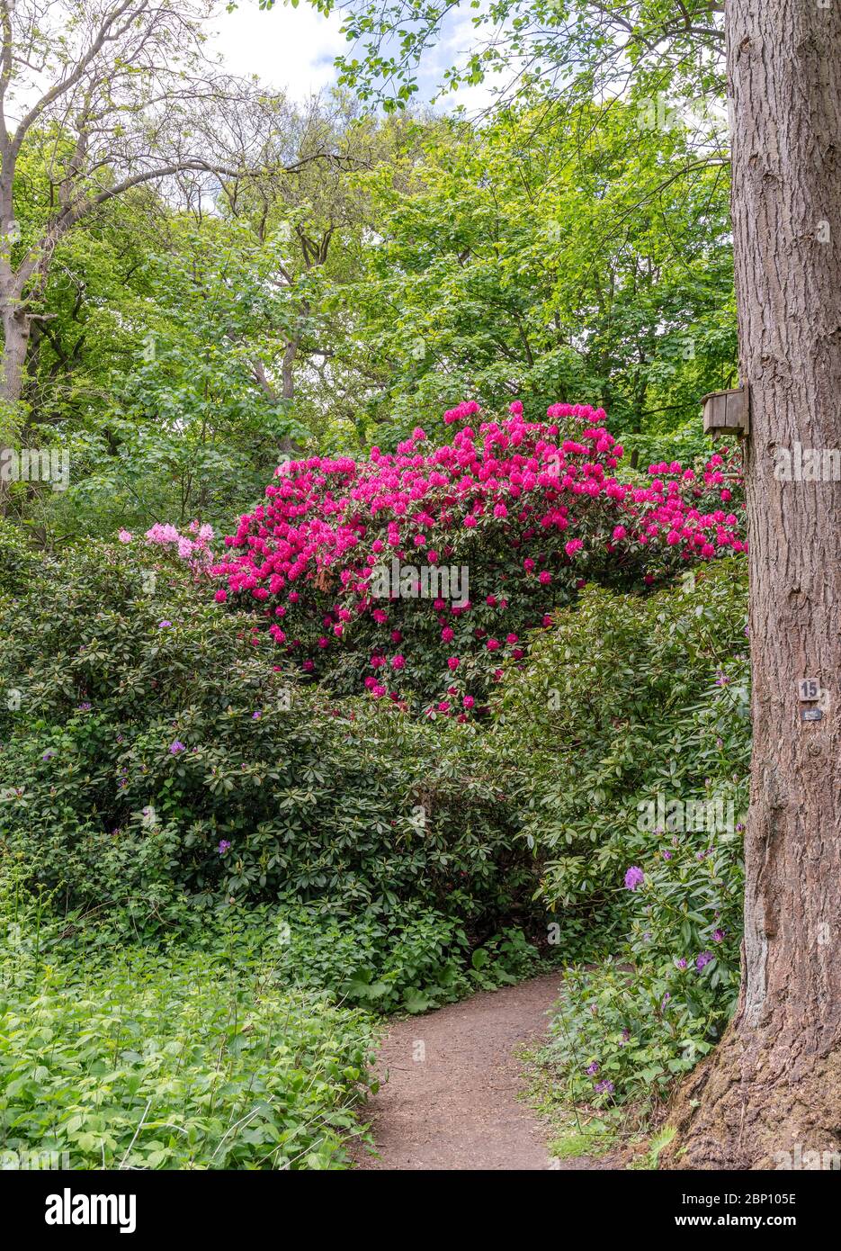 Rhododendron shrub in a woodland setting.  Blooming magenta flowers lie hight up amongst shrubs and trees. A footpath is in the foreground. Stock Photo