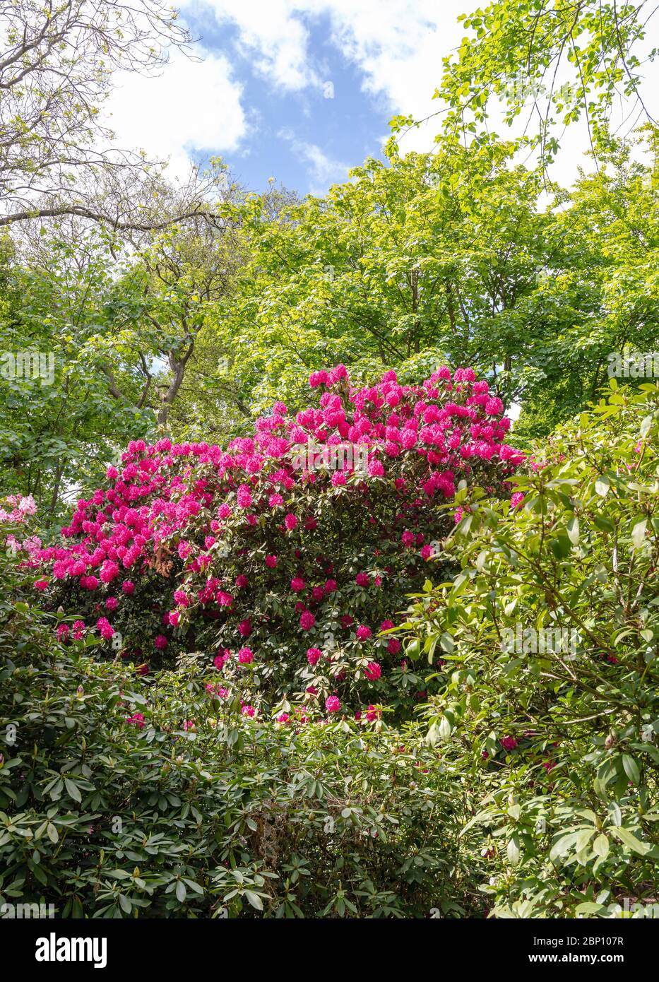 Rhododendron shrub in a woodland setting.  Blooming magenta flowers lie hight up amongst shrubs and trees. A blue sky with clouds is above. Stock Photo