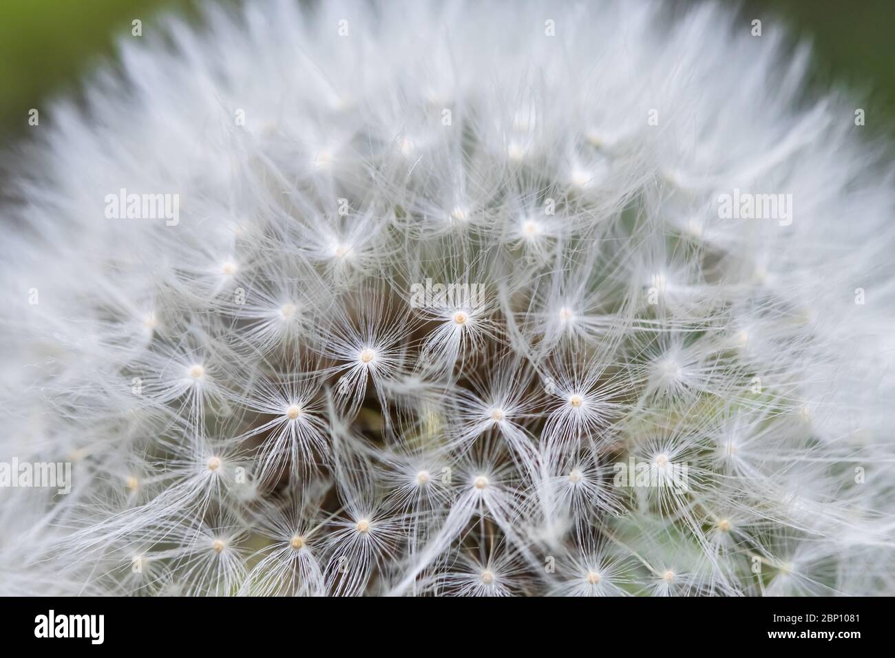 Fluffy blowball. Dandelion seed head on a green background. Taraxacum erythrospermum. Nature macro photography. Concept of summer wallpaper Stock Photo