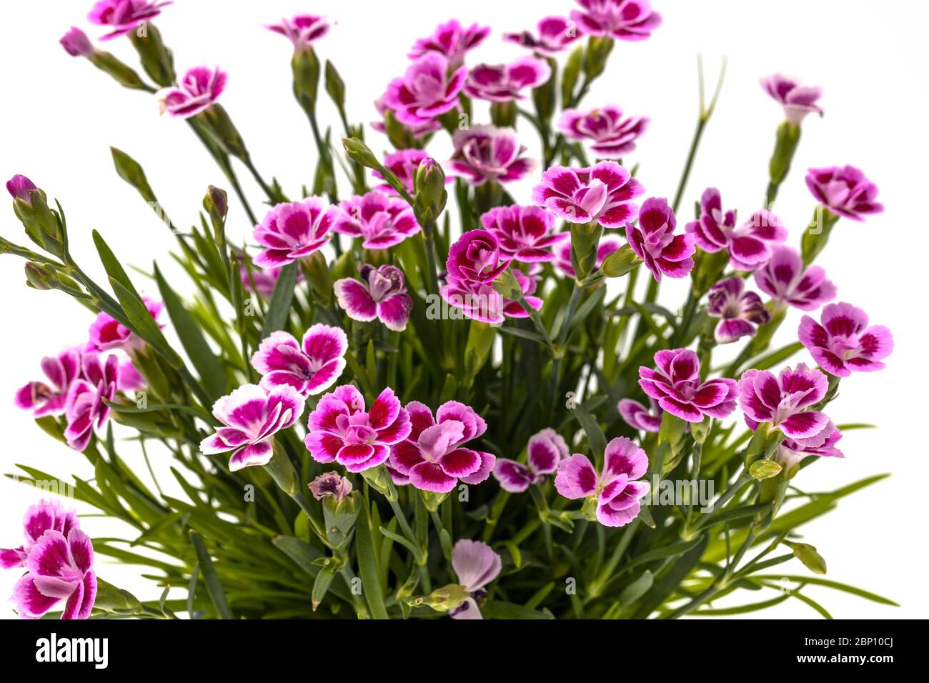 Gorgeous pink colorful dianthus close up view isolated on background. Beautiful backgrounds. Stock Photo