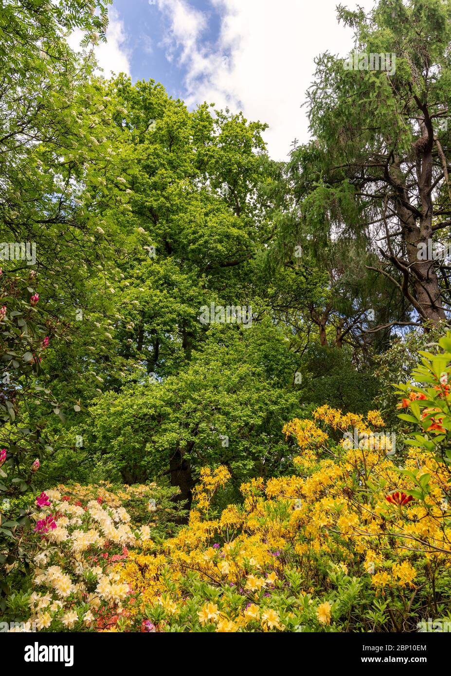 Rhododendron flowers in a woodland setting.  Yellow, white and red flowers are set amongst some trees and a blue sky with clouds is above. Stock Photo