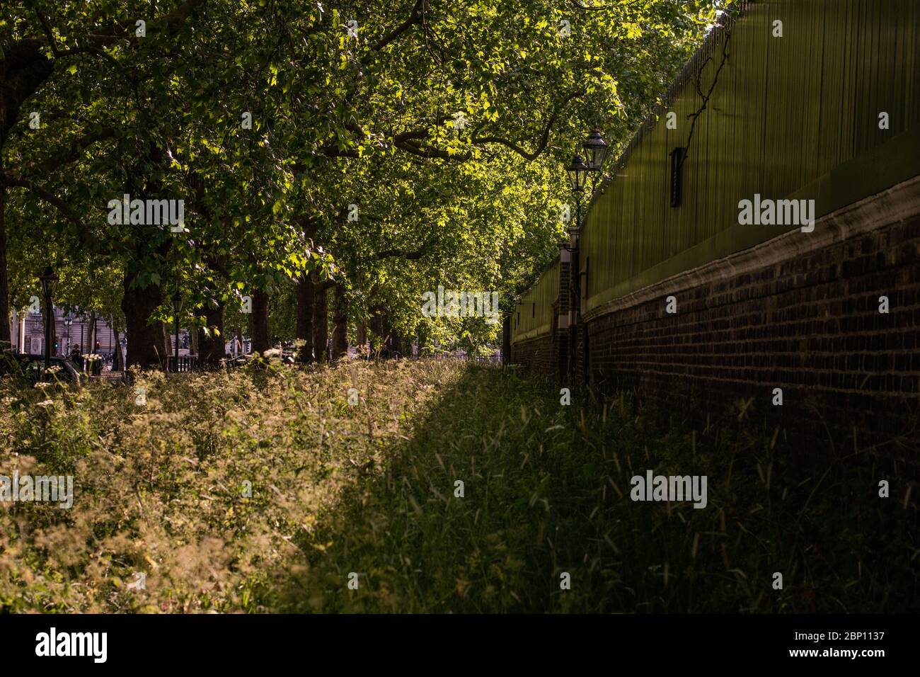 Perspective view of a wall and overgrown grass with overhanging trees in summer Stock Photo