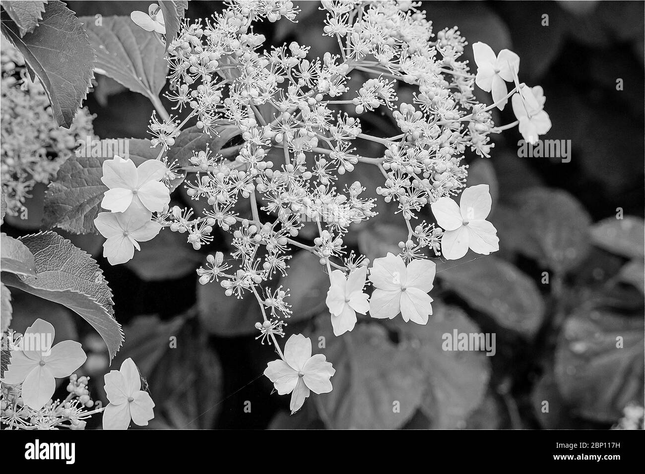 White climbing hydrangea hi-res stock photography and images - Alamy