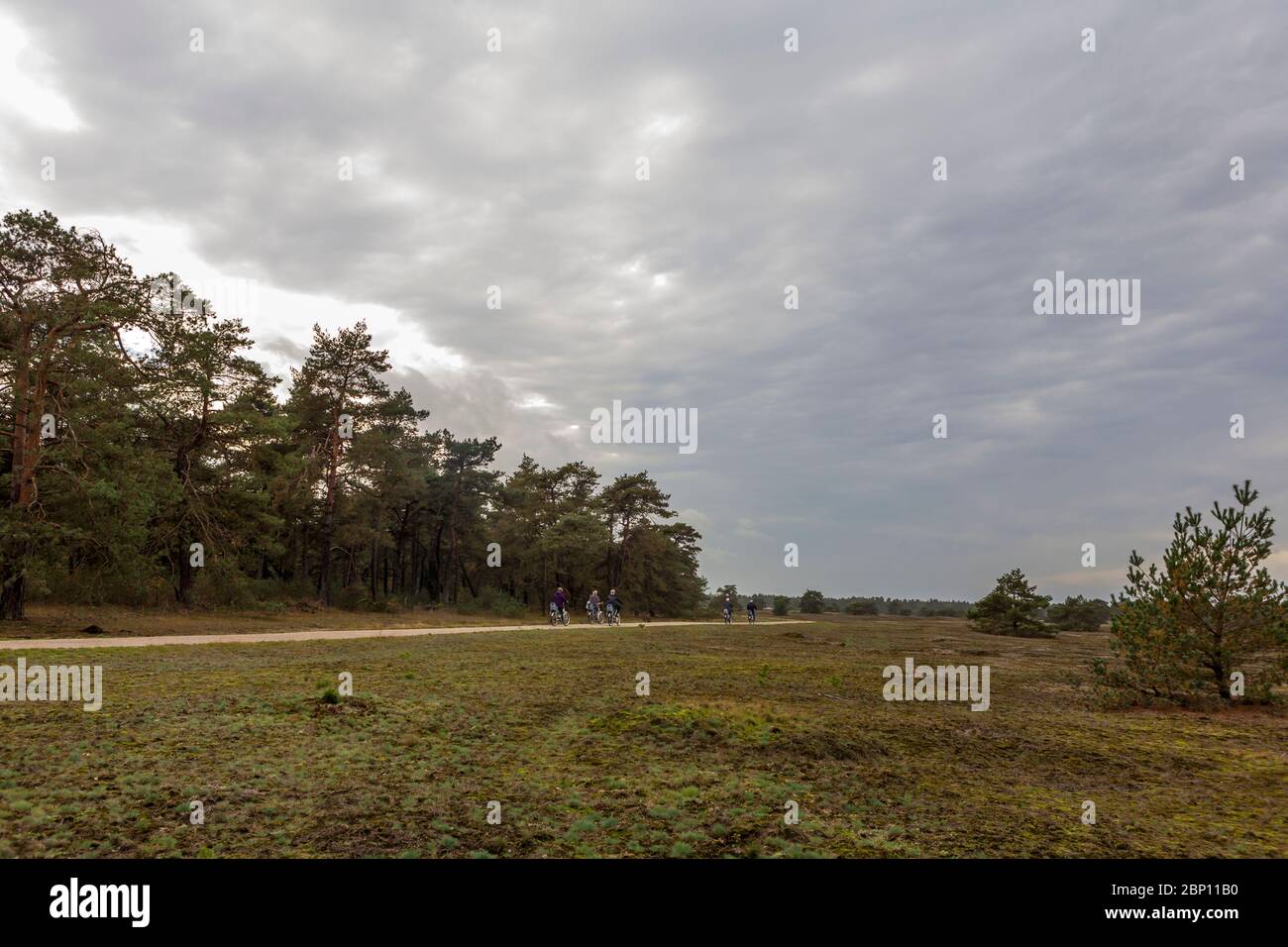 Otterlose Zand, extensive heathland in De Hoge Veluwe National Park, Gelderland, Netherlands Stock Photo