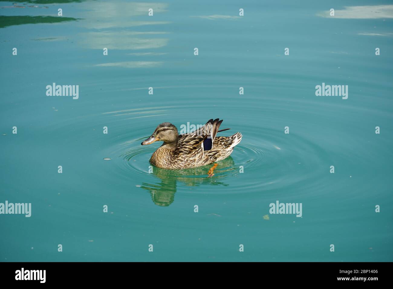 Female Duck floating on the lake in the spring of 2020. Stock Photo