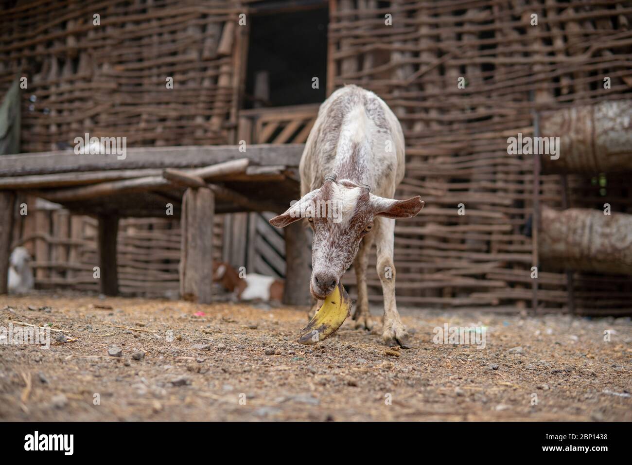 Goat in Masai village Eating Banana Peel at Natron Lake in Tanzaina