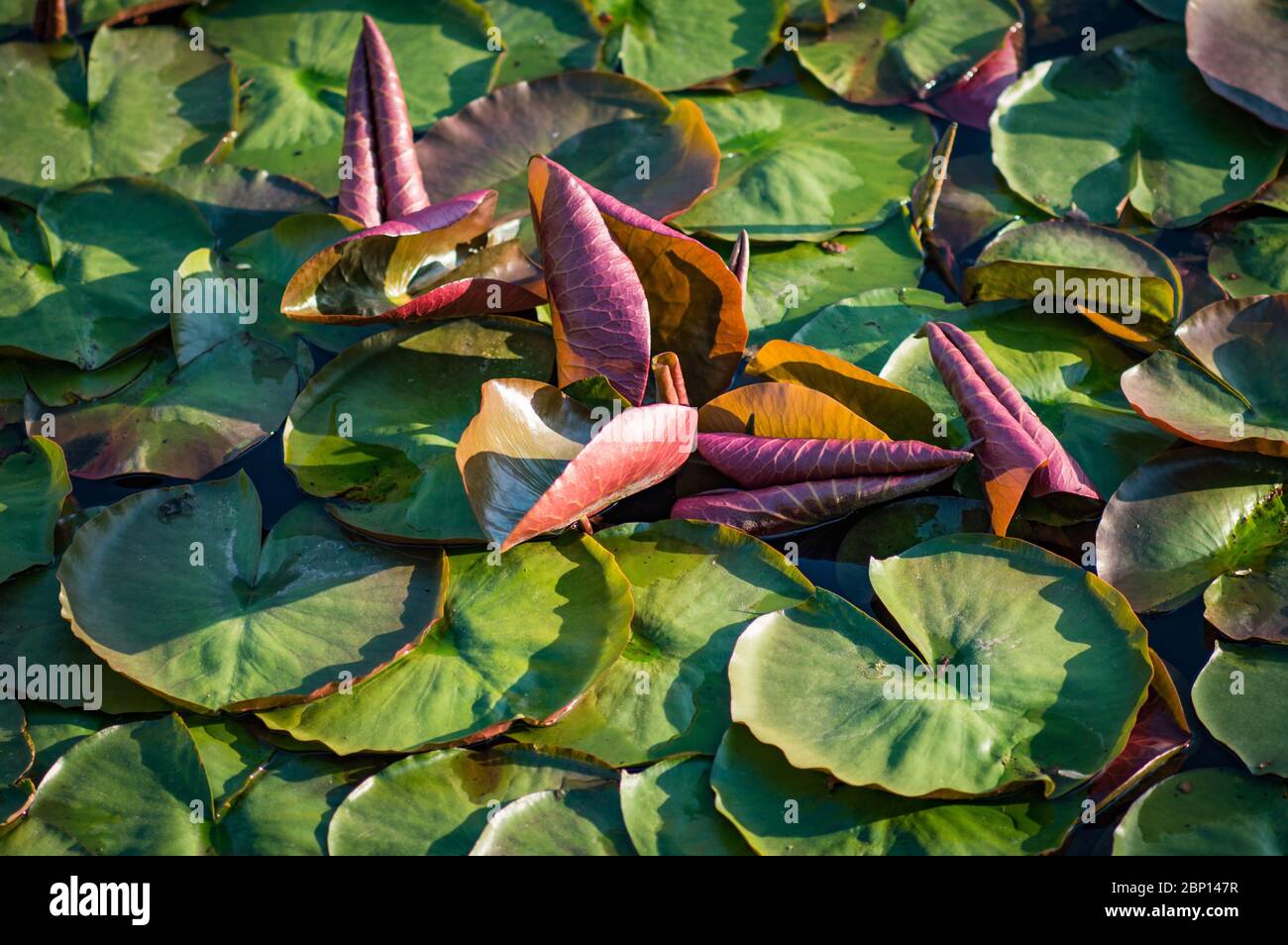 Green lotus leaves in a pond of water, nature stock image Stock Photo ...