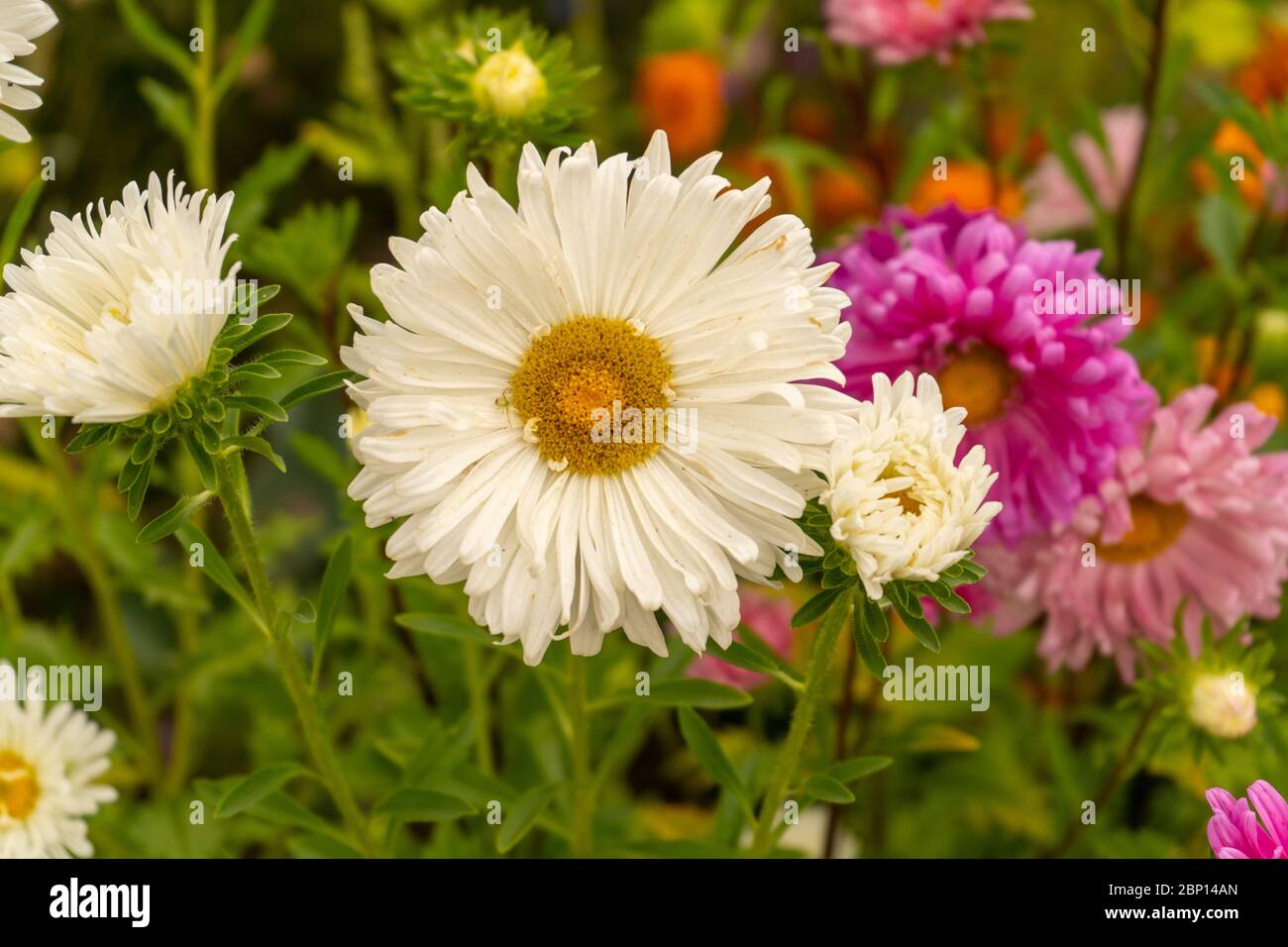 Daisy-like flowers in Ukraine. August 2019 Stock Photo - Alamy