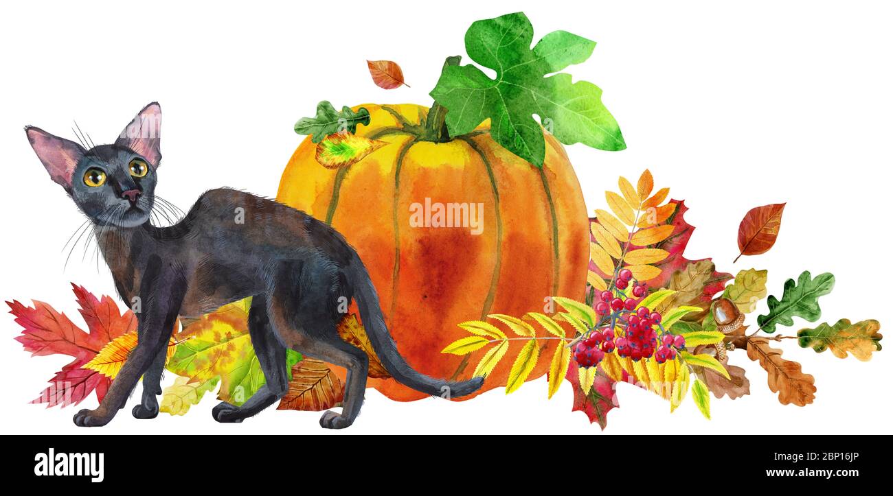 Watercolor illustration cute black cat with to a Halloween pumpkin ...