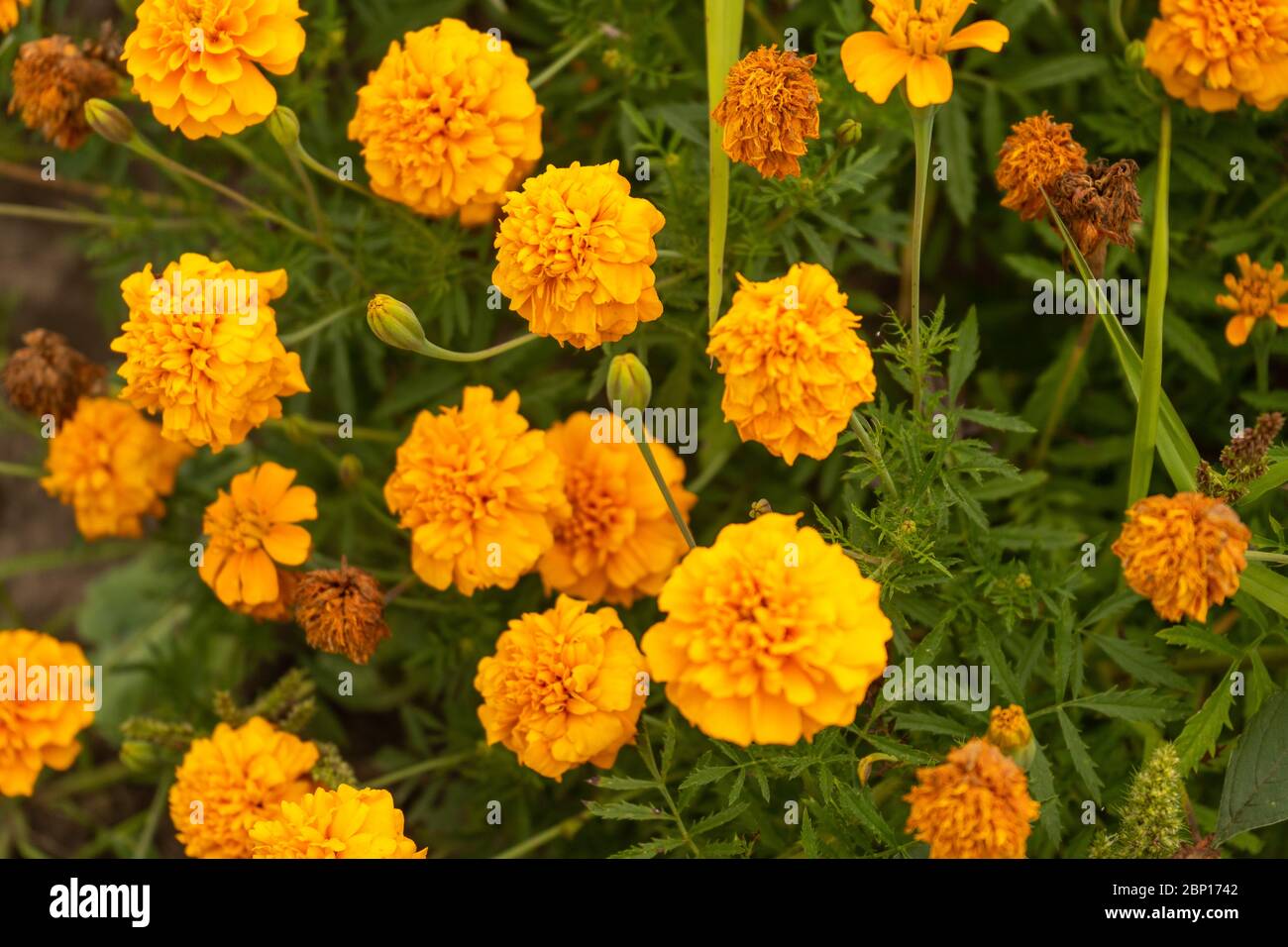 Marigold flowers in Ukraine during cloudy day. August 2019 Stock Photo
