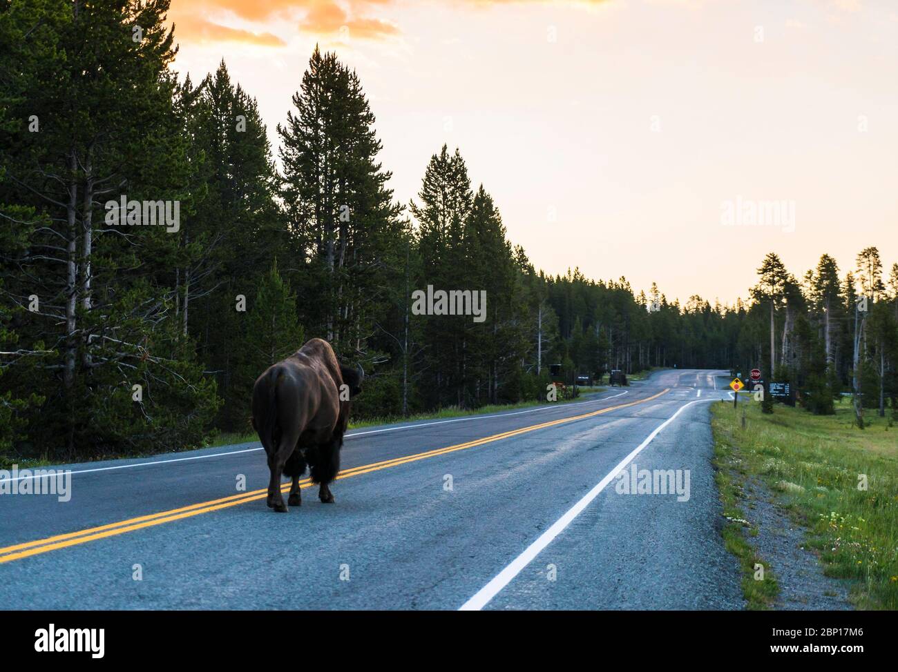 one bison walk on the road in early morning in Yellowstone National park,usa. Stock Photo