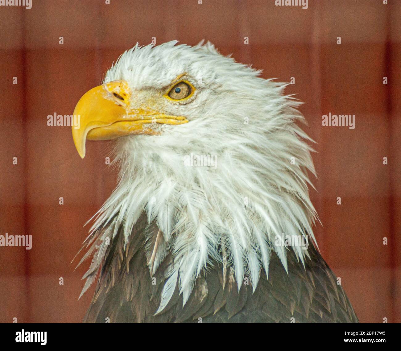 Bald Eagle Stock Photo