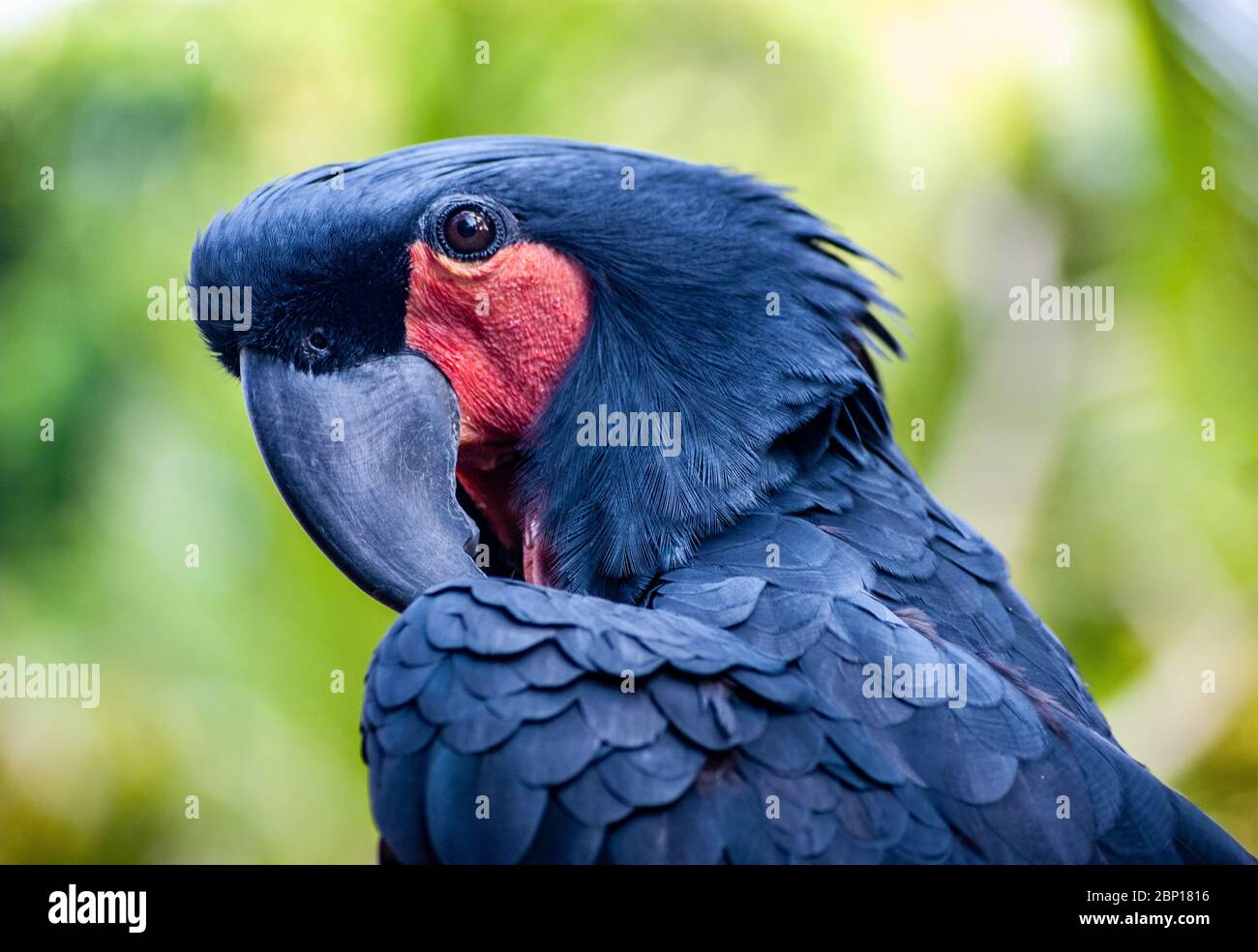 Palm Cockatoo Having a Stratch Stock Photo