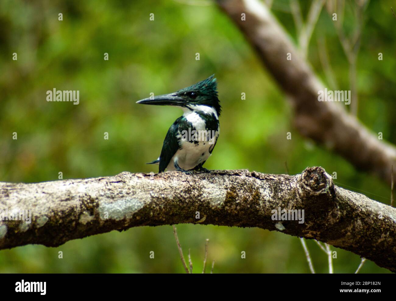 Amazon Kingfisher on a Branch Stock Photo