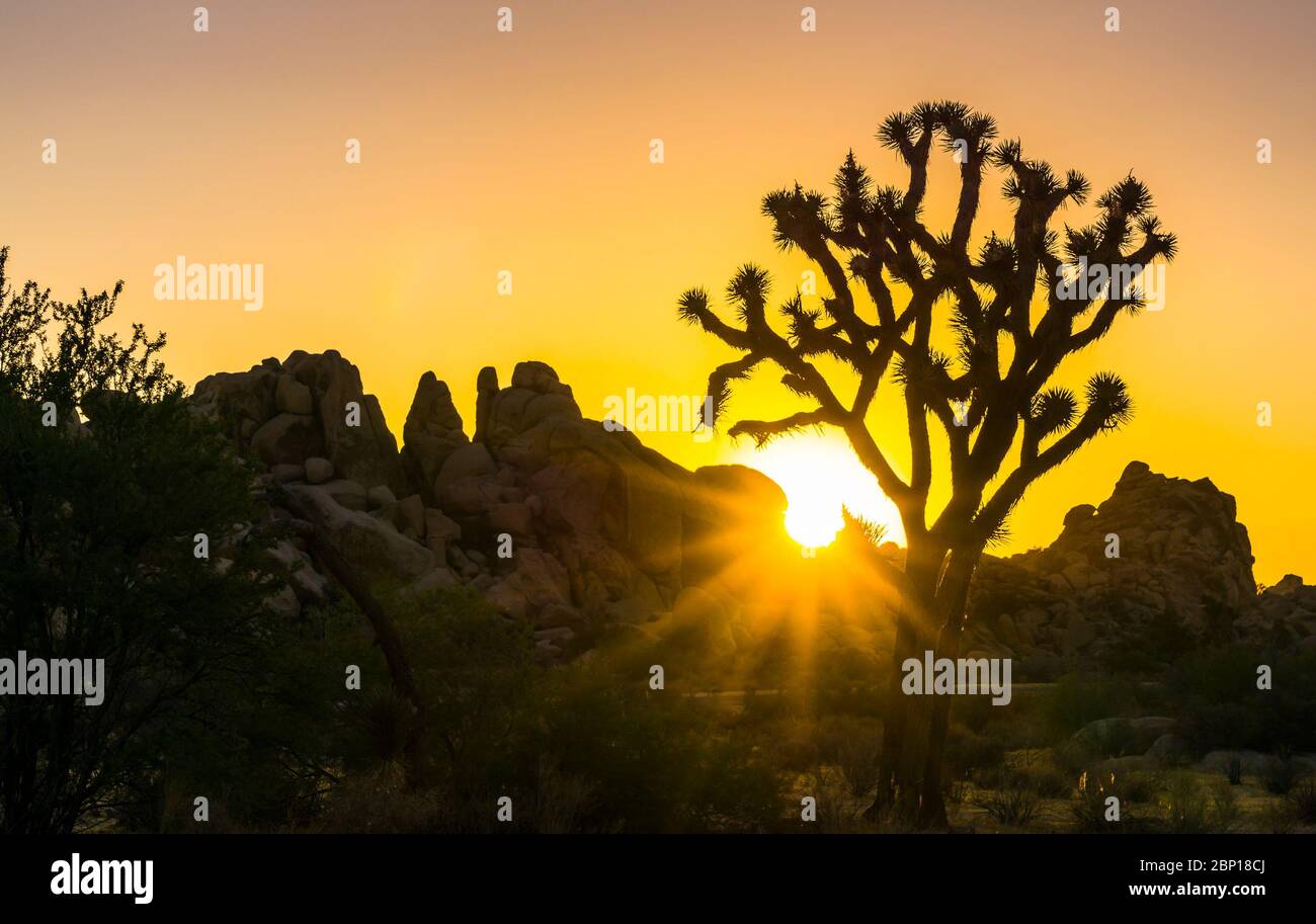 Joshua tree forest sky hires stock photography and images Alamy