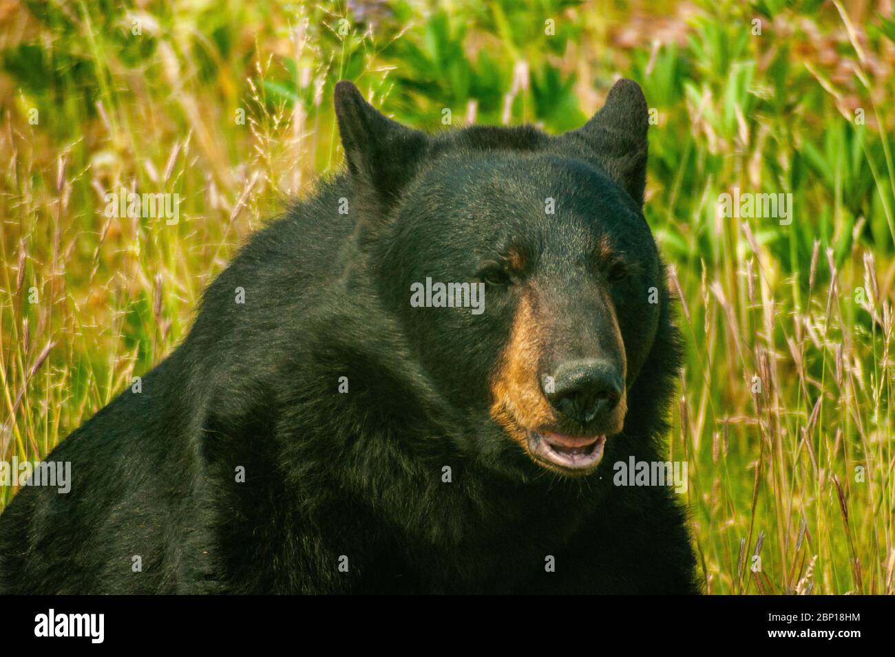 Black Bear in some Grass Stock Photo