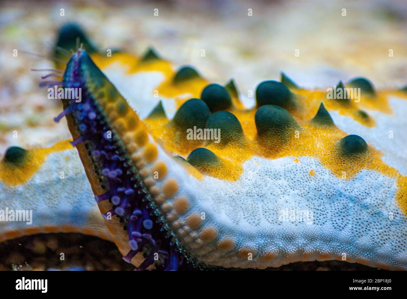 Colourful Star Fish Stock Photo