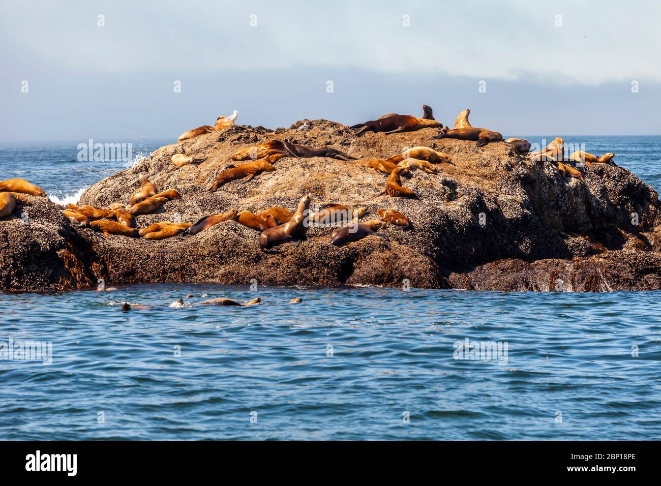 Sea Lions resting on a rock in the ocean at Ucluelet, Canada Stock Photo