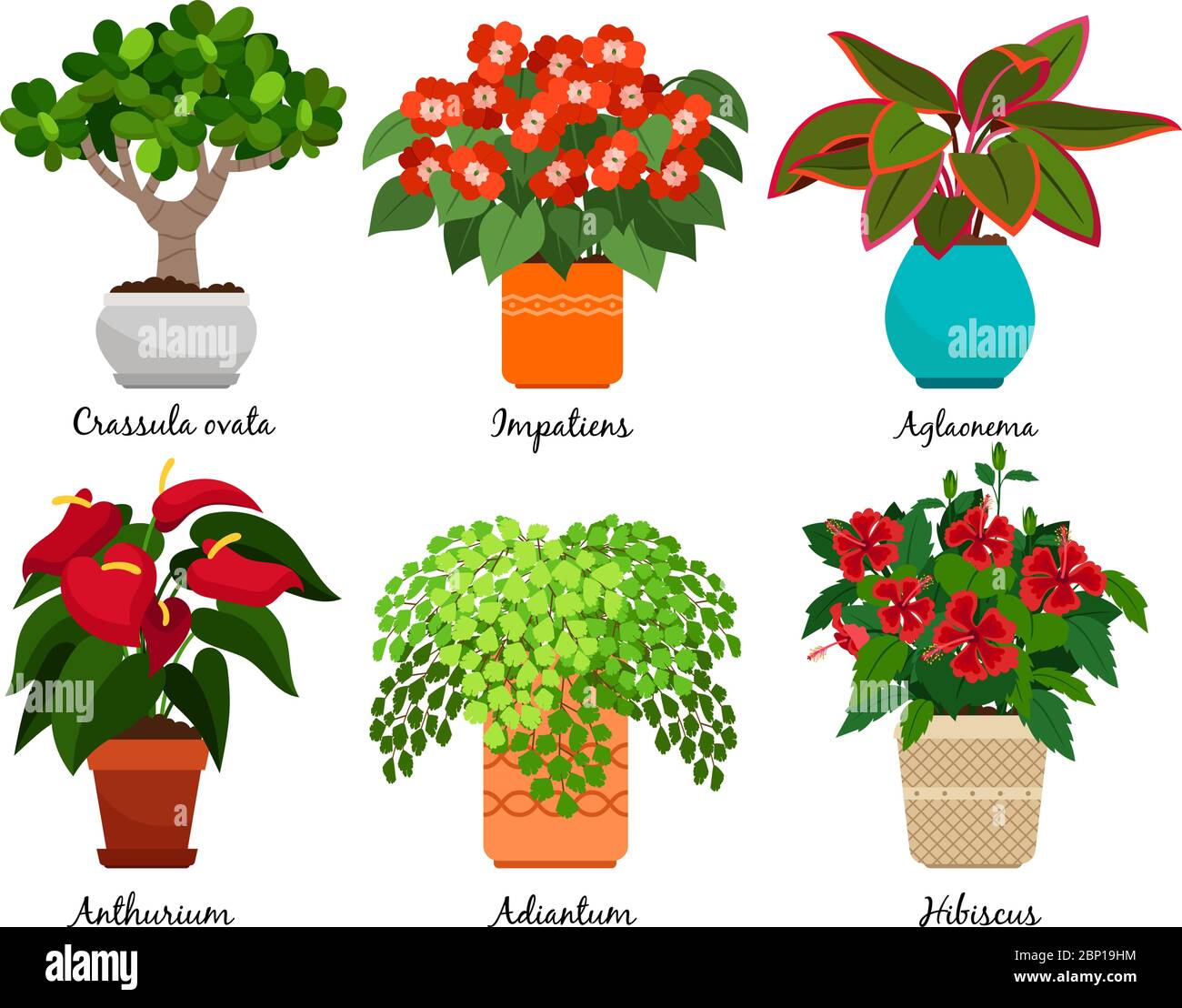 House flowers and vector indoor flowerpots isolated on white background. Crassula ovata and impatiens, aglaonema and anthurium, adiantum and hibiscus Stock Vector