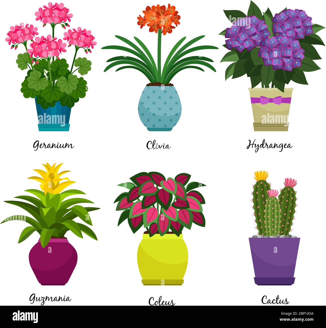 Indoor garden plants and fresh flowers isolated on white background. House growing potted houseplants set for greenhouse design. Geranium and Hydrangea, Coleus and Cactus, vector illustration Stock Vector