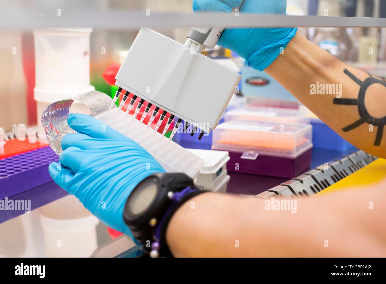 Scientist uses multichannel pipette during DNA research Stock Photo