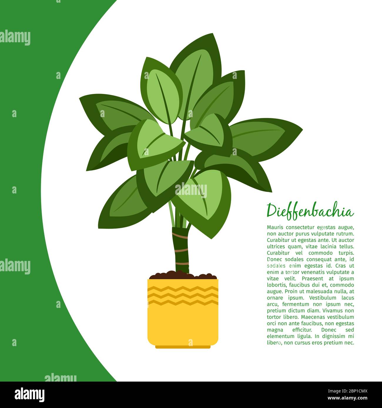 Dieffenbachia indoor plant in pot banner template, vector illustration Stock Vector