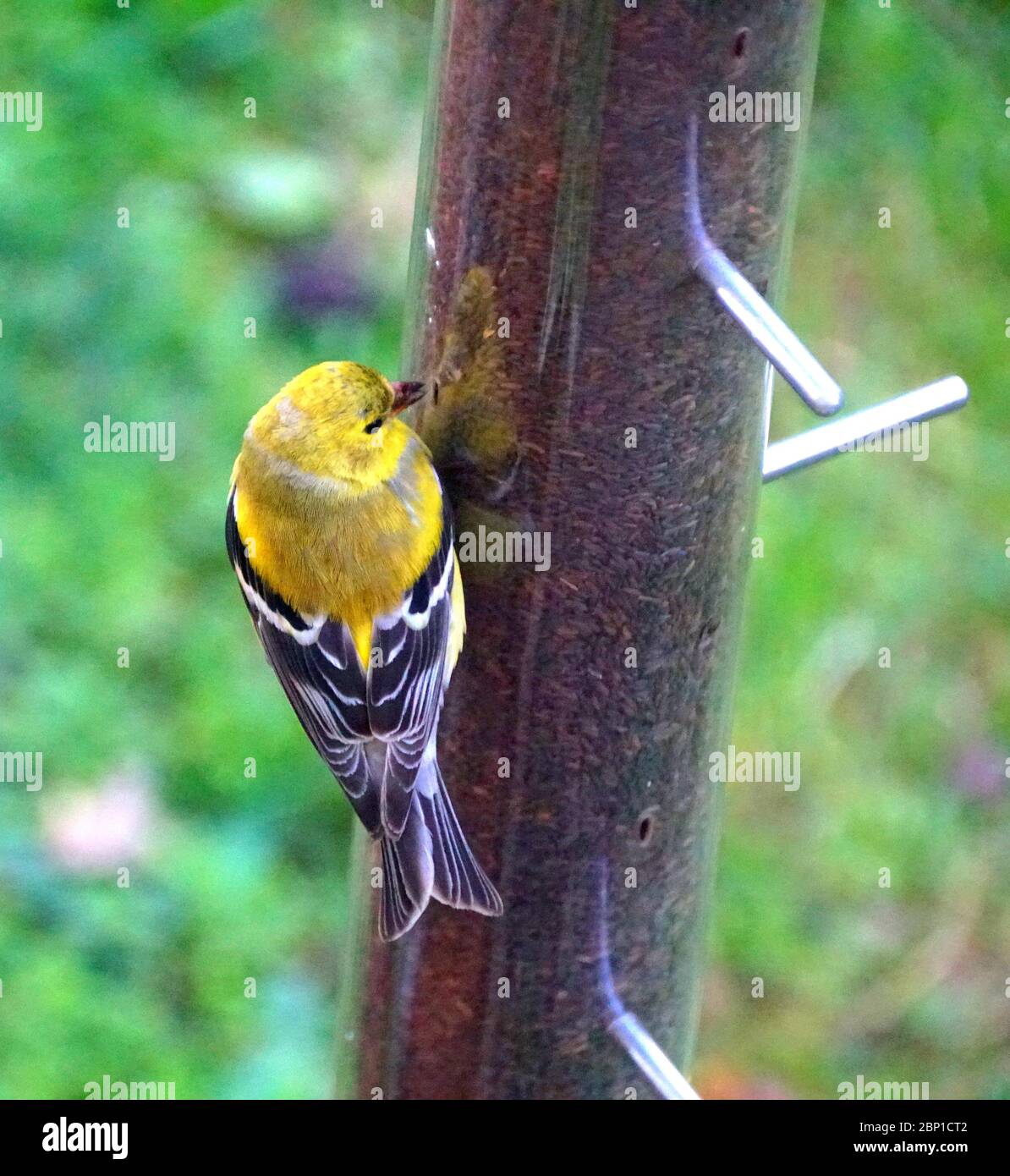 An American Goldfinch eating thistle seeds on a bird feeder Stock Photo